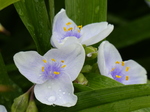 FZ029614 Blue purple flowers.jpg